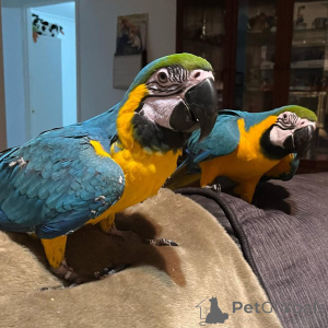 Zdjęcie №2 do zapowiedźy № 162194 na sprzedaż   - wkupić się Niemcy 