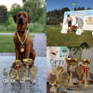 Zdjęcie №2 do zapowiedźy № 13228 na sprzedaż  rhodesian ridgeback - wkupić się Polska prywatne ogłoszenie