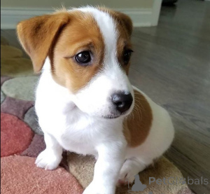 Zdjęcie №1. jack russell terrier - na sprzedaż w Monachium | negocjowane | Zapowiedź №170019