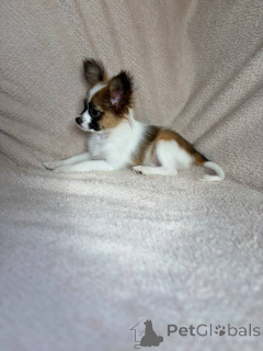 Zdjęcie №3. Szczenięta Papillon (Papillon). Białoruś