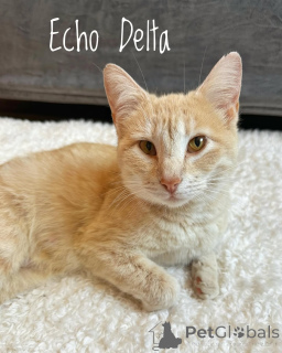 Zdjęcie №1. kot domowy - na sprzedaż w Monachium | 1913zł | Zapowiedź № 150628