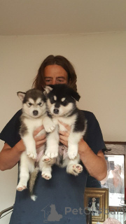 Zdjęcie №1. alaskan malamute - na sprzedaż w Brugy | 2392zł | Zapowiedź №159413