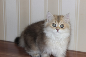 Zdjęcie №2 do zapowiedźy № 2301 na sprzedaż  kot brytyjski długowłosy - wkupić się Federacja Rosyjska od żłobka
