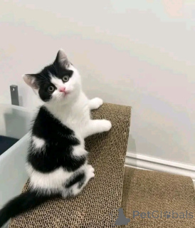 Zdjęcie №2 do zapowiedźy № 138849 na sprzedaż  munchkin - wkupić się Niemcy prywatne ogłoszenie, hodowca