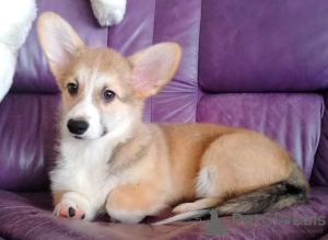 Dodatkowe zdjęcia: Welsh Corgi Pembroke. Ciekawe szczenięta z dokumentami UKU