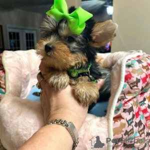 Dodatkowe zdjęcia: Mam do sprzedania uroczego szczeniaka rasy Yorkshire Terrier