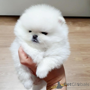 Zdjęcie №2 do zapowiedźy № 167053 na sprzedaż   - wkupić się Niemcy 