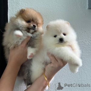 Zdjęcie №3. Szczenięta pomeraniana do adopcji.. Polska