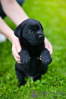 Dodatkowe zdjęcia: Wspaniałe czarne szczenięta labradora