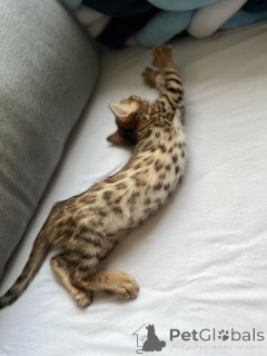 Zdjęcie №3. Yaroslav Korzhov. Niemcy