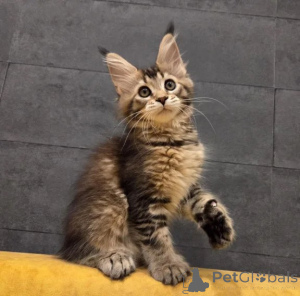 Zdjęcie №1. maine coon - na sprzedaż w Lüneburg | 1674zł | Zapowiedź № 177601