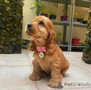 Zdjęcie №1. springer spaniel angielski - na sprzedaż w Kolonia | negocjowane | Zapowiedź №154049