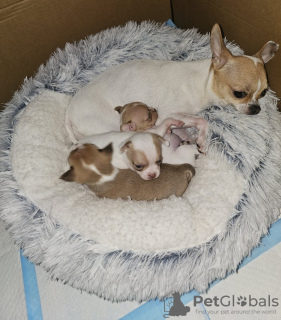 Zdjęcie №3. KC Geregistreerde Chihuahua-Puppy's. Belgia