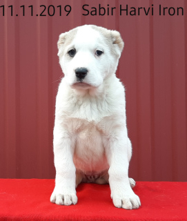 Zdjęcie №2 do zapowiedźy № 5680 na sprzedaż  owczarek środkowoazjatycki - wkupić się Ukraina od żłobka, hodowca