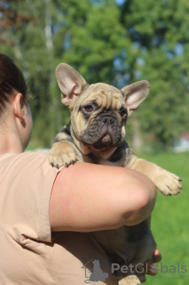 Dodatkowe zdjęcia: Buldog francuski