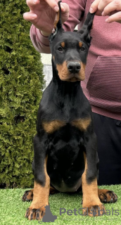 Zdjęcie №3. Doberman szczenięta na sprzedaż. Serbia