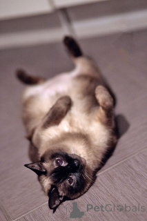 Zdjęcie №4. Sprzedam tajski w Petersburg. prywatne ogłoszenie - cena - Bezpłatny