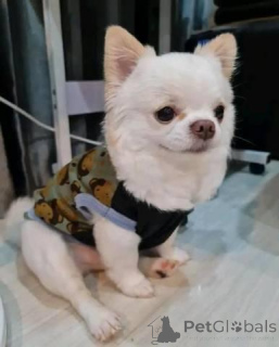 Zdjęcie №1. chihuahua (rasa psów) - na sprzedaż w Gruzja | negocjowane | Zapowiedź №149564