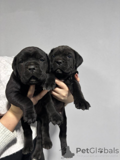 Zdjęcie №3. Cane Corso (kobieta). Serbia