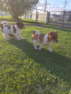 Zdjęcie №4. Sprzedam jack russell terrier w Bregenz. hodowca - cena - 1674zł