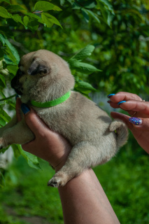 Zdjęcie №2 do zapowiedźy № 6910 na sprzedaż  mops - wkupić się Ukraina hodowca