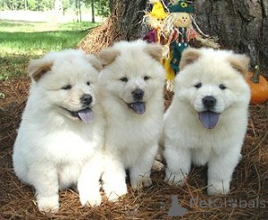 Zdjęcie №1. chow-chow - na sprzedaż w Gyomaendrőd | negocjowane | Zapowiedź №172924