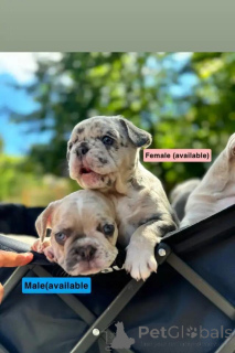 Zdjęcie №1. buldog francuski - na sprzedaż w Evergem | Bezpłatny | Zapowiedź №176317