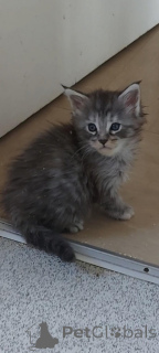 Zdjęcie №1. maine coon - na sprzedaż w Nowy Jork | 2317zł | Zapowiedź № 157210