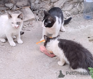 Zdjęcie №1.  - na sprzedaż w Vladimir | Bezpłatny | Zapowiedź № 146129