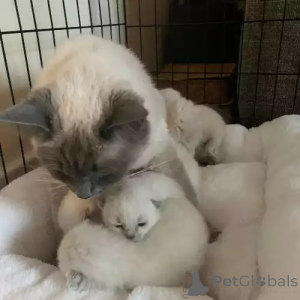 Zdjęcie №2 do zapowiedźy № 167264 na sprzedaż  ragdoll - wkupić się Niemcy prywatne ogłoszenie