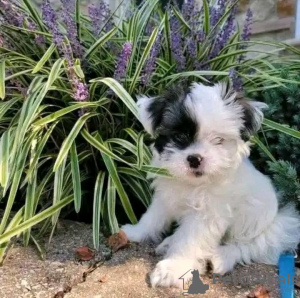 Zdjęcie №3. Uroczy Yorkshire Terrier wyszkolony w korzystaniu z toalety. Francja