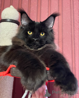 Zdjęcie №3. Żadna góra nie jest za wysoka, żadna przytulanka nie jest za mała. Jasper. Dania