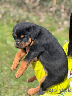 Zdjęcie №2 do zapowiedźy № 165049 na sprzedaż  rottweiler - wkupić się Serbia 
