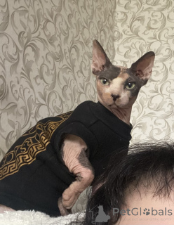 Zdjęcie №4. Sprzedam  w Mińsk. prywatne ogłoszenie - cena - 224zł