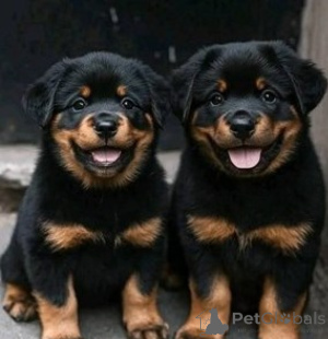 Zdjęcie №1. rottweiler - na sprzedaż w Marsylia | negocjowane | Zapowiedź №175543