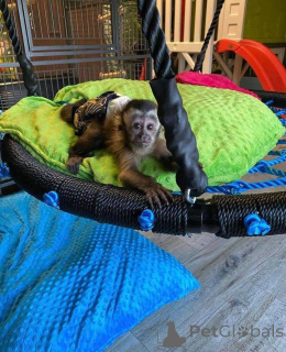 Zdjęcie №1.  - na sprzedaż w Coventry | negocjowane | Zapowiedź №161362