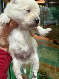 Zdjęcie №1. szpic miniaturowy - na sprzedaż w Alavus | 3827zł | Zapowiedź №160640