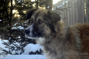 Zdjęcie №2 do zapowiedźy № 9541 na sprzedaż  pies nierasowy - wkupić się Federacja Rosyjska ze schronu