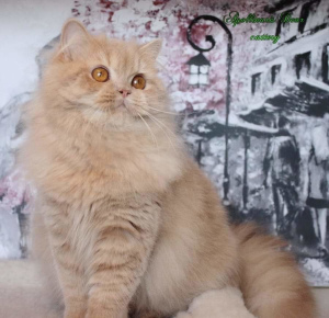 Zdjęcie №1. kot brytyjski długowłosy - na sprzedaż w Tomsk | 1274zł | Zapowiedź № 5893
