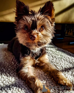 Zdjęcie №1. yorkshire terrier - na sprzedaż w Värnamo | 2093zł | Zapowiedź №48041