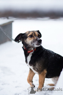 Zdjęcie №1. pies nierasowy - na sprzedaż w Petersburg | Bezpłatny | Zapowiedź №162858