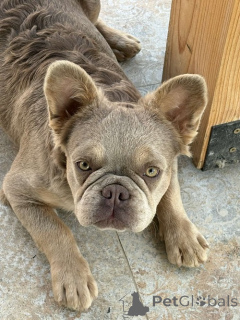 Zdjęcie №1. buldog francuski - na sprzedaż w Belgrad | 11959zł | Zapowiedź №154876