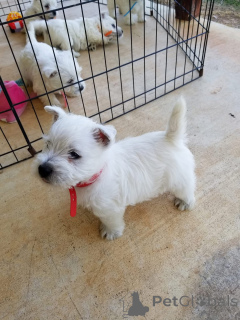 Zdjęcie №2 do zapowiedźy № 150507 na sprzedaż  west highland white terrier - wkupić się Wielka Brytania hodowca