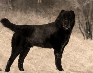 Zdjęcie №3. Owczarek środkowoazjatycki, b. 11.05. 2019 g (Lionheart X Ana Holas Bastinda). Federacja Rosyjska