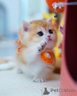 Zdjęcie №1. kot brytyjski krótkowłosy - na sprzedaż w Bruksela | negocjowane | Zapowiedź № 165878