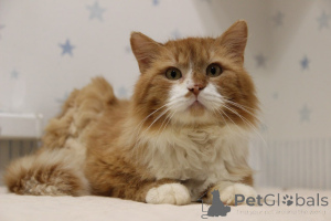 Zdjęcie №2 do zapowiedźy № 139192 na sprzedaż   - wkupić się Białoruś ze schronu