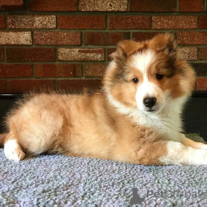 Zdjęcie №2 do zapowiedźy № 164897 na sprzedaż  owczarek szetlandzki - wkupić się Belgia prywatne ogłoszenie, hodowca