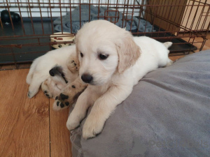 Dodatkowe zdjęcia: Domowe szczenięta Golden Retriever są już dostępne na sprzedaż