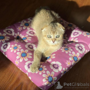 Zdjęcie №1. scottish fold - na sprzedaż w Jabbeke | Bezpłatny | Zapowiedź № 129049