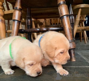 Zdjęcie №3. Adorable Labrador Puppies - Kc Registered. Hiszpania